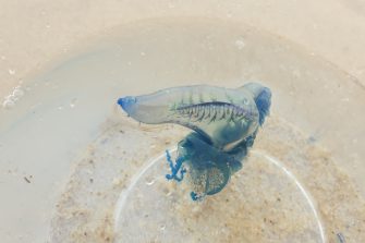 measuring a bluebottle on the beach