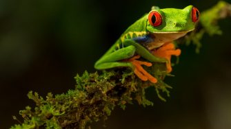 colourful frog on green branch