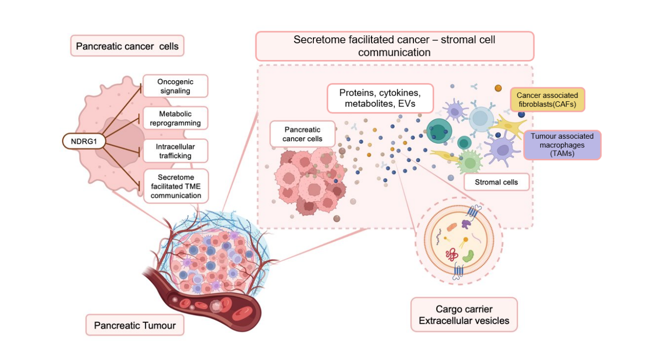Exploring the role of metastasis suppressor NDRG1 in the packaging and activity of small extracellular vesicles secreted by pancreatic cancer cells.