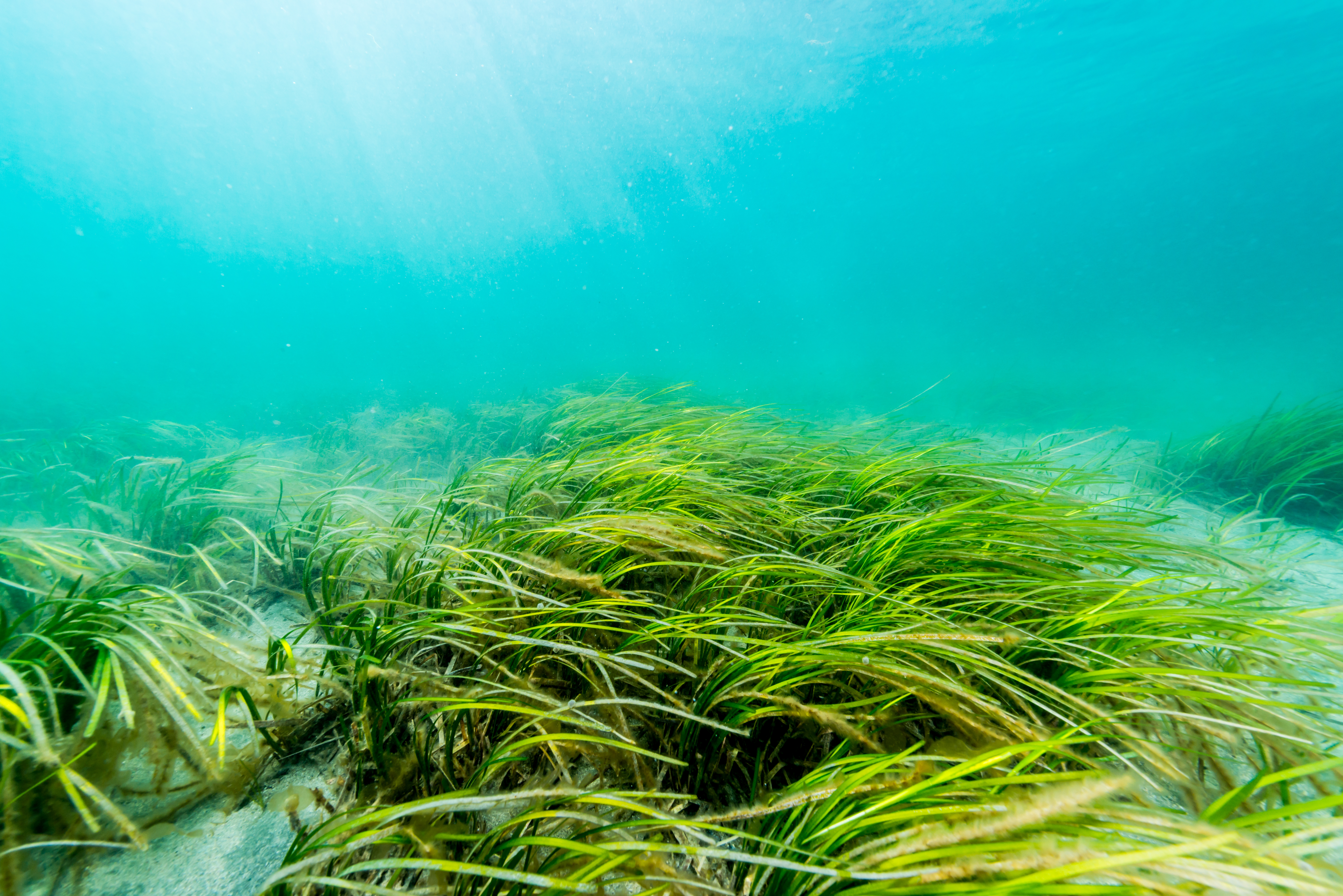 Warming seas can threaten the hidden relationship that supports seagrass meadows