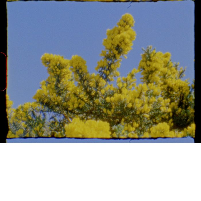 A yellow wattle tree with a blue sky behind it 