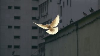 Dove flying near a building