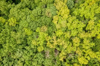 Green tops of mixed forest trees in late spring