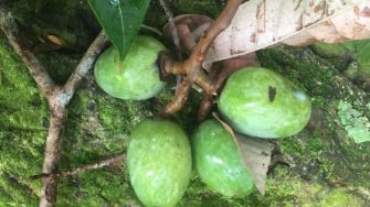 Nangai, a fruit found in Vanuatu used by Indigenous peoples in Vanuatu and the Solomon Islands, is sought by cosmetic companies for its oil.