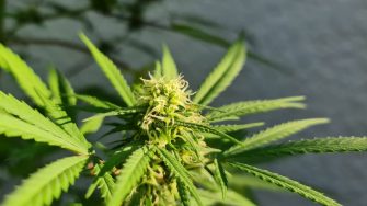 Cannabis plant