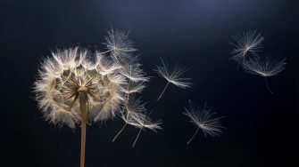 Dandelion seeds fly from a flower on a dark blue background.