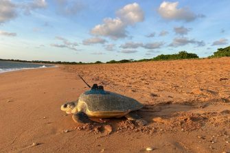 A turtle returns to sea having had ocean monitoring sensors attached.