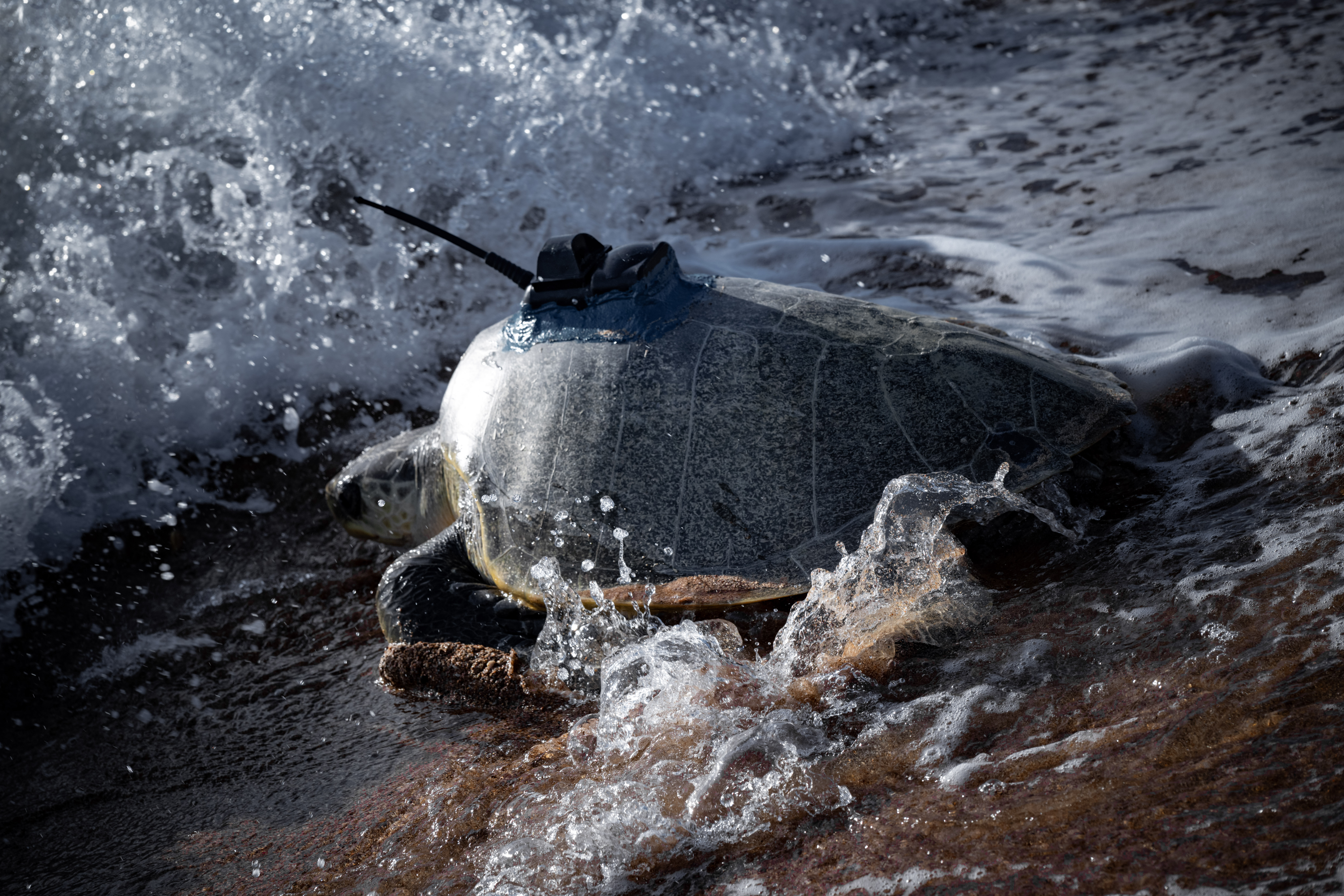 A turtle returns to sea having had ocean monitoring sensors attached.