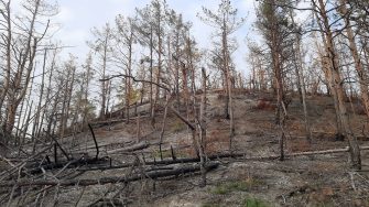 War induced forest fires in Ukraine