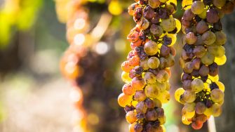 Botrytis cinerea, a common fungus found in grapes that can impact the quality of wine. Adobe Stock