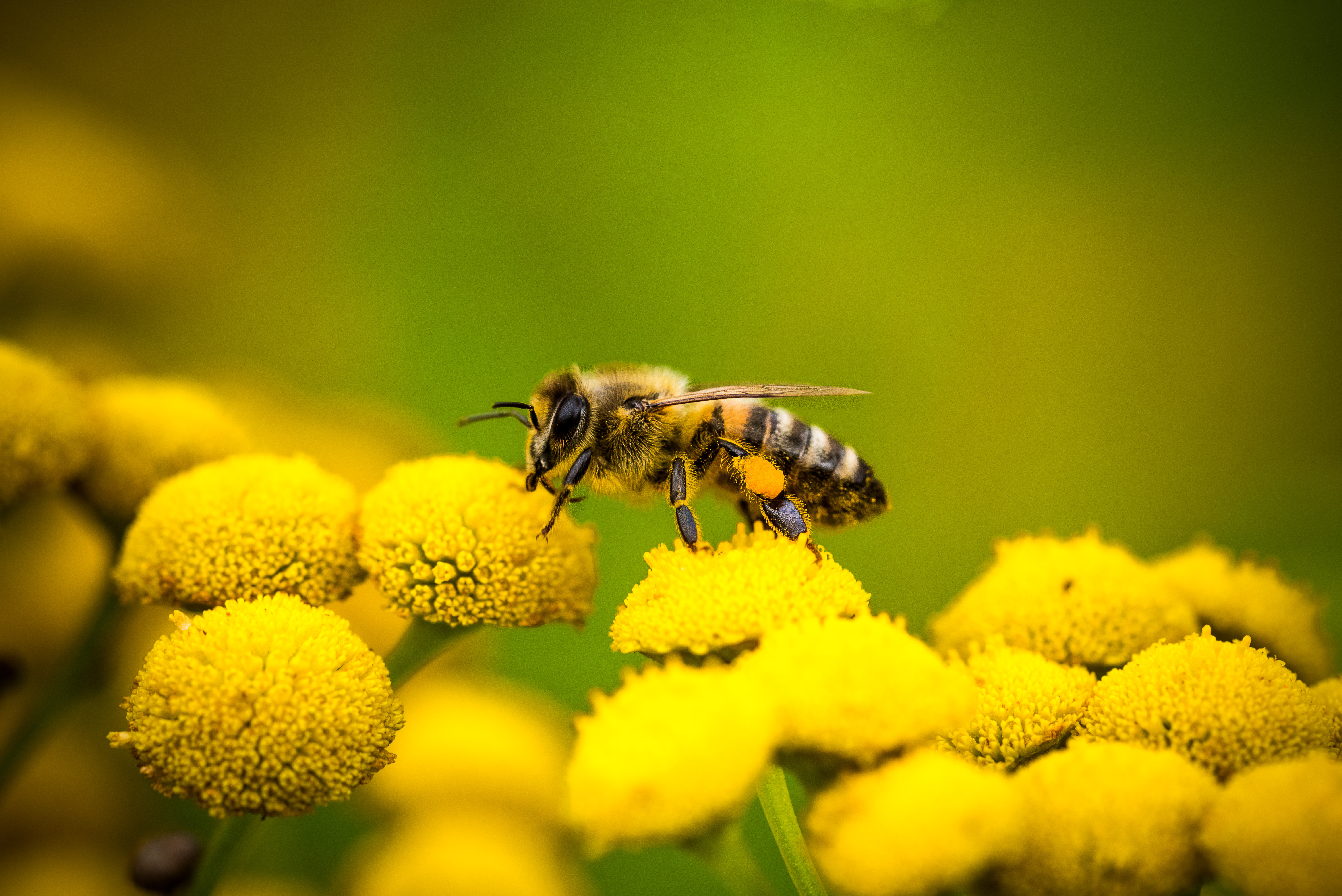 Bee on vibrant flowers