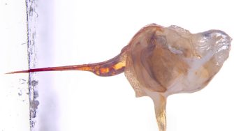 Single frame from high-speed videography of the bee stinger propagating into artificial substrate. Photo credit: Mr Yuvan Kamalakanthan and Dr Sridhar Ravi, UNSW Canberra.