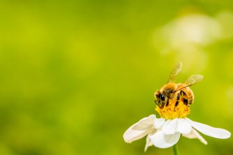 Micro drone model with insect wing design