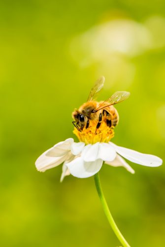 Micro drone model with insect wing design