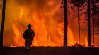 Firefighters battle a wildfire that burned a forest, charred trees and smoke