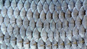 A close-up of roach (Rutilus rutilus) fish scales