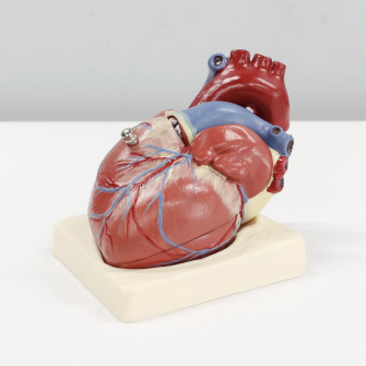 Model of human heart