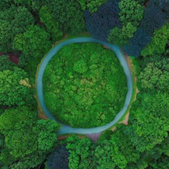 Roundabout in the middle of a forest