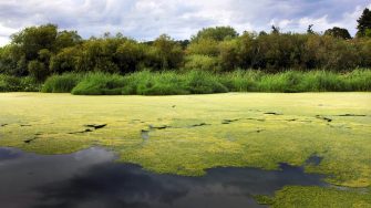 Algae growing on Swan Lake.Please see some similar pictures from my portfolio: