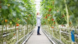 Scientist inspecting tomatoes in greenhouse