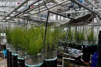 The new biofilter system designed at UNSW continuously monitors conditions inside the filter using sensors that measure factors such as soil moisture and redox potential.