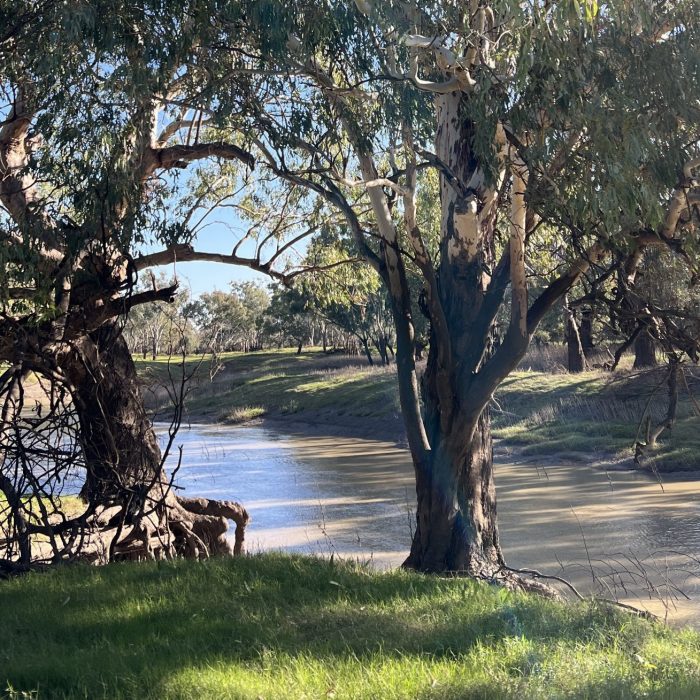 Barwon River in Walgett