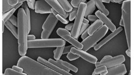 Novel multiscale fibre composites under a microscope