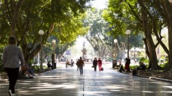 Hyde Park in spring sun, Sydney Australia
