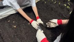 Sowing seeds