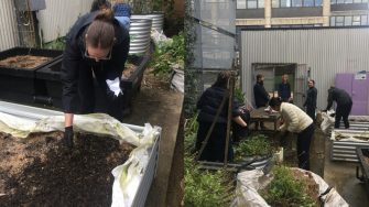 UNSW Urban Growers volunteers topping up garden beds with new soil at the Barker St carpark community garden