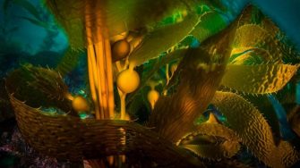Underwater kelp forest with air bladders, illustrating World Oceans Day ocean conservation.
