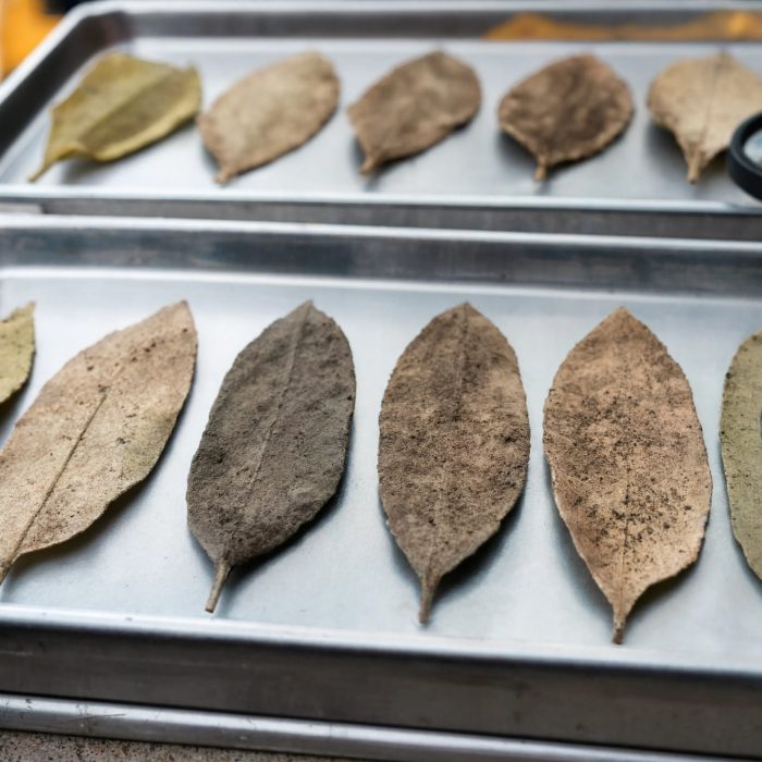Dried leaves are arranged on metal trays for classification