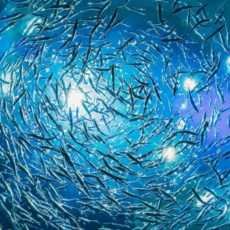 Small fish swimming in a circle in the ocean