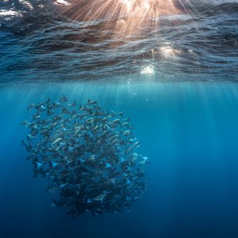 Monk Rays shoal in the Pacific