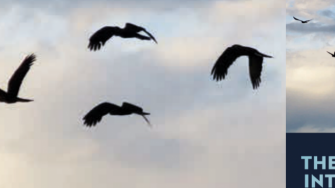 birds flying in the sky