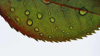 Leaf with water droplets on it