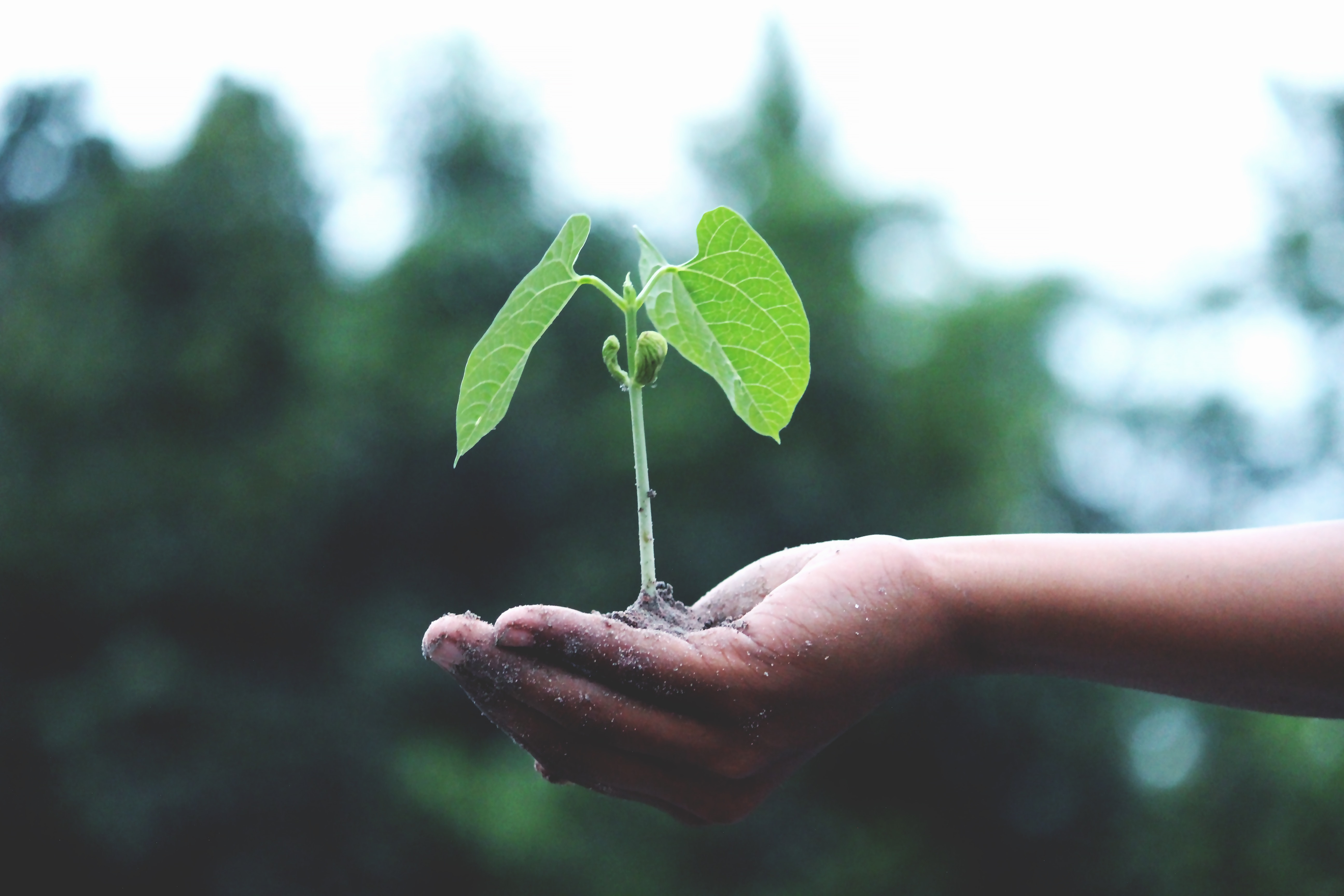 Humanity is not separate from nature, but a part of nature itself. Photo: UNSW