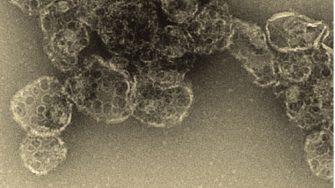 Böcking Group: Molecular Machines