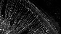 Housley Group: Sensori-motor Physiology and Therapeutic Group