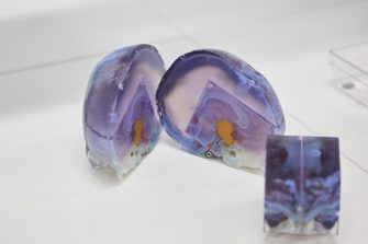 3D printed brain photography