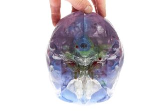 3D printed brain photography