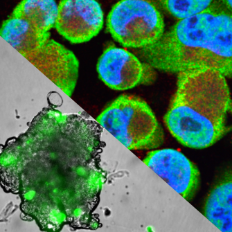 split image of spheroid and if