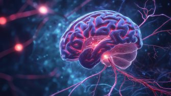 Brain
