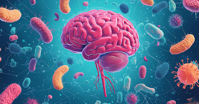 What role does bacteria in the brain play in the development of ...