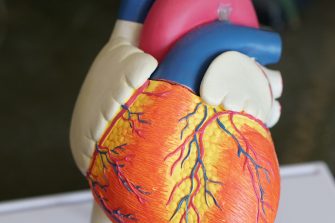Heart plastic model