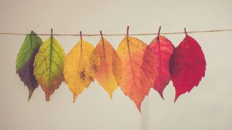 Coloured leaves hanging on a line