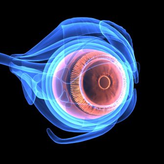 The human eye is an organ which reacts to light and pressure. As a sense organ, the mammalian eye allows vision. Human eyes help provide a three dimensional, moving image, normally coloured in daylight.