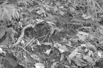 ground with dead leaves in black and white