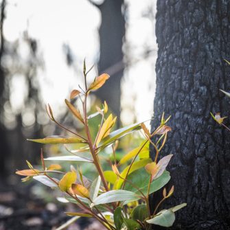 Bushfire regrowth from burnt bush in Australia