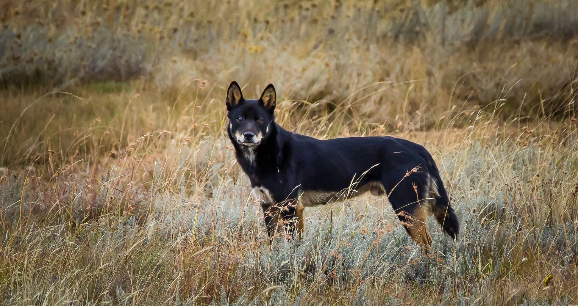 Black and tan coloured dingo
